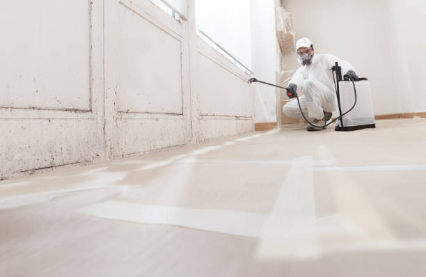 24/7 Emergency Black Mold Removal experts in Willow Springs, IL
